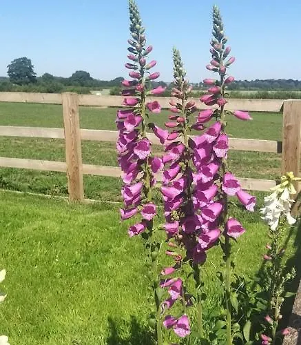 Bed & Breakfast Burton Grange Boroughbridge