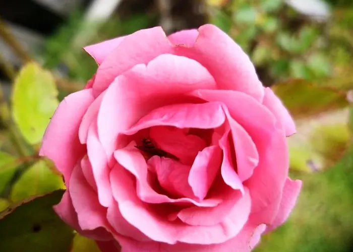 Bed & Breakfast Burton Grange 4*