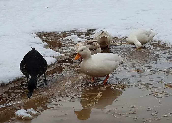 Burton Grange Bed & Breakfast