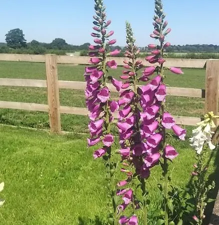 Couette-café Burton Grange Farmhouse Boroughbridge