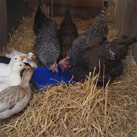 Panzió Burton Grange