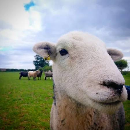 Burton Grange Panzió Boroughbridge